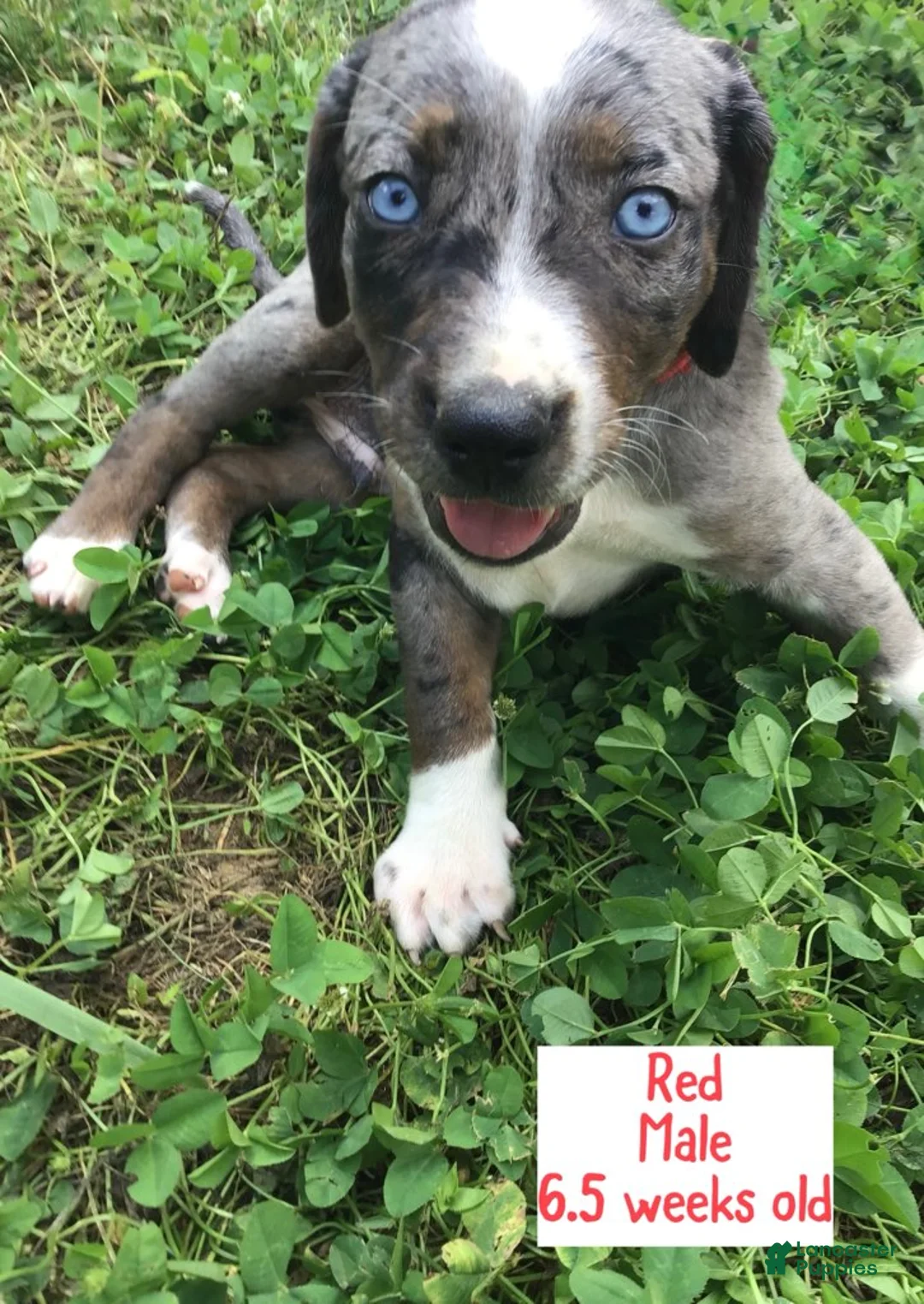 Catahoula Leopard Dog dogs for sale: Red, Male - Ad 2