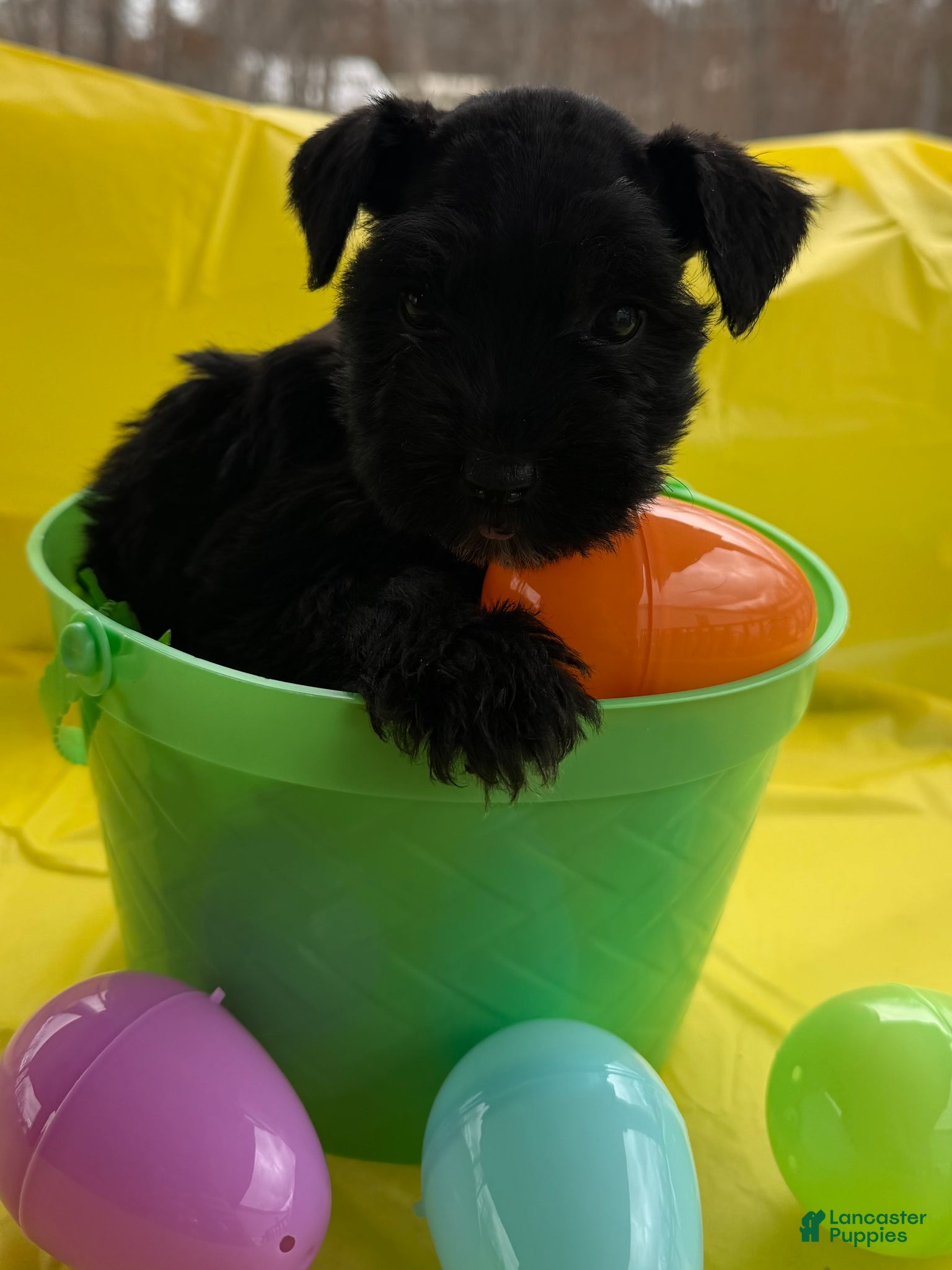 Miniature Schnauzer dogs Felicia - Ad 34
