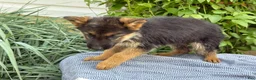 German Shepherd dogs for sale: Gabby - Ad 9