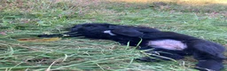 Newfoundland dogs for sale: Snow - Ad 5