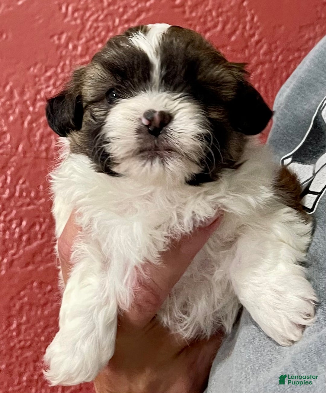 Shih Tzu dogs for sale: Carl - Ad 1