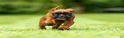 Boxer dogs for sale: Benji - Ad 6
