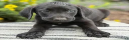 Mixed Breed dogs for sale: Georgie - Ad 5