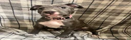 American Pit Bull Terrier dogs for sale: American Pit Bull Terrier 1 - Ad 1