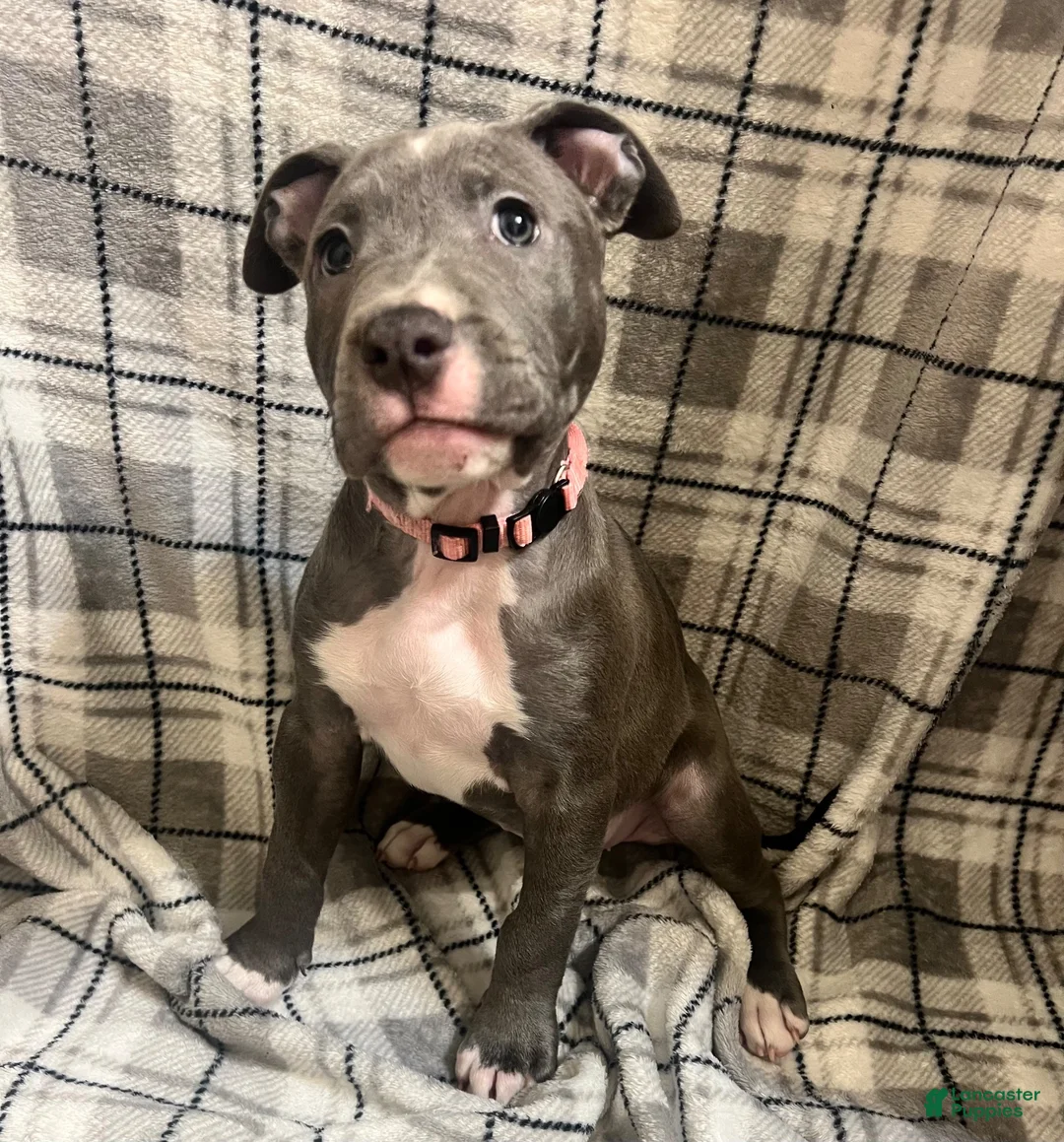 American Pit Bull Terrier dogs for sale: American Pit Bull Terrier 1 - Ad 1