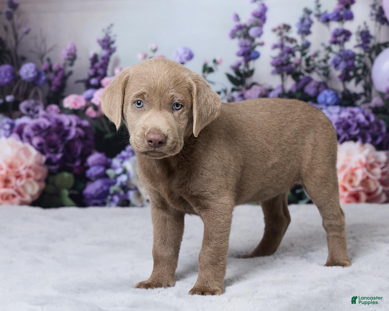 Labrador Retriever dogs Ann - Ad 2