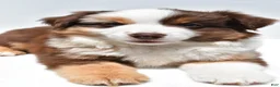 Miniature Australian Shepherd dogs for sale: Monica - Ad 9
