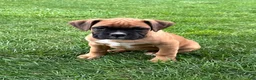 Boxer dogs for sale: Guard - Ad 4
