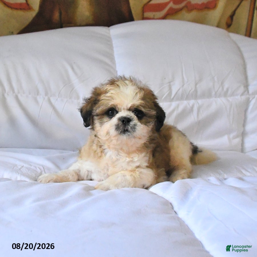 Shih Tzu dogs Marigold - Ad 2