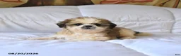 Shih Tzu dogs for sale: Marigold - Ad 2