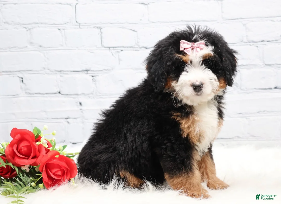 Mini Bernedoodle dogs for sale: Demi - Ad 1