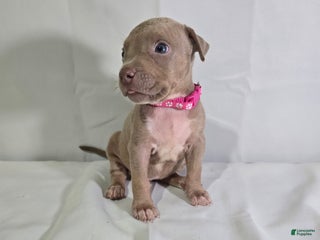 American Bully dogs - Ad 14