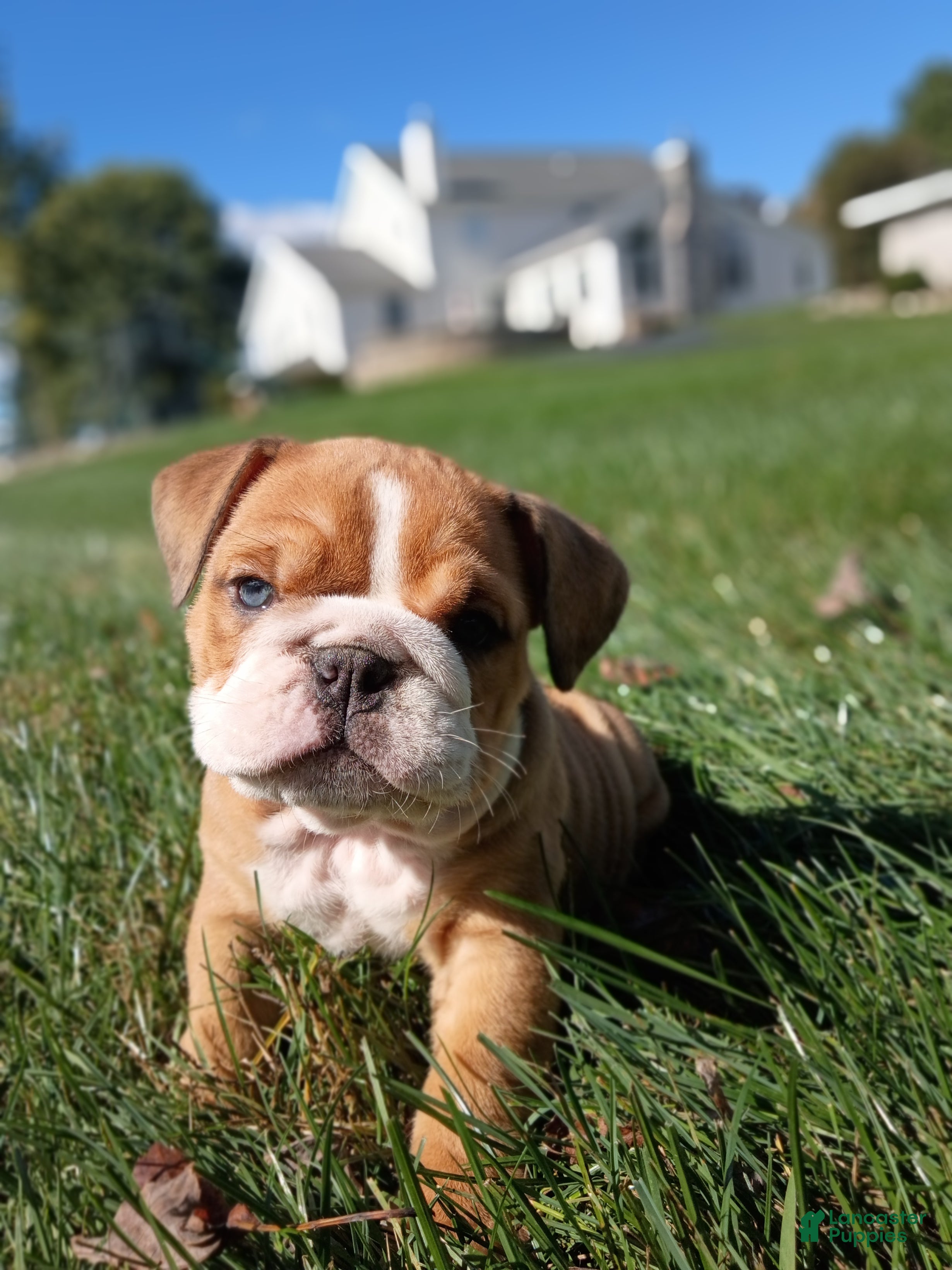 English Bulldog dogs for sale: Autumn  - Ad 1