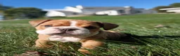 English Bulldog dogs for sale: Autumn  - Ad 1