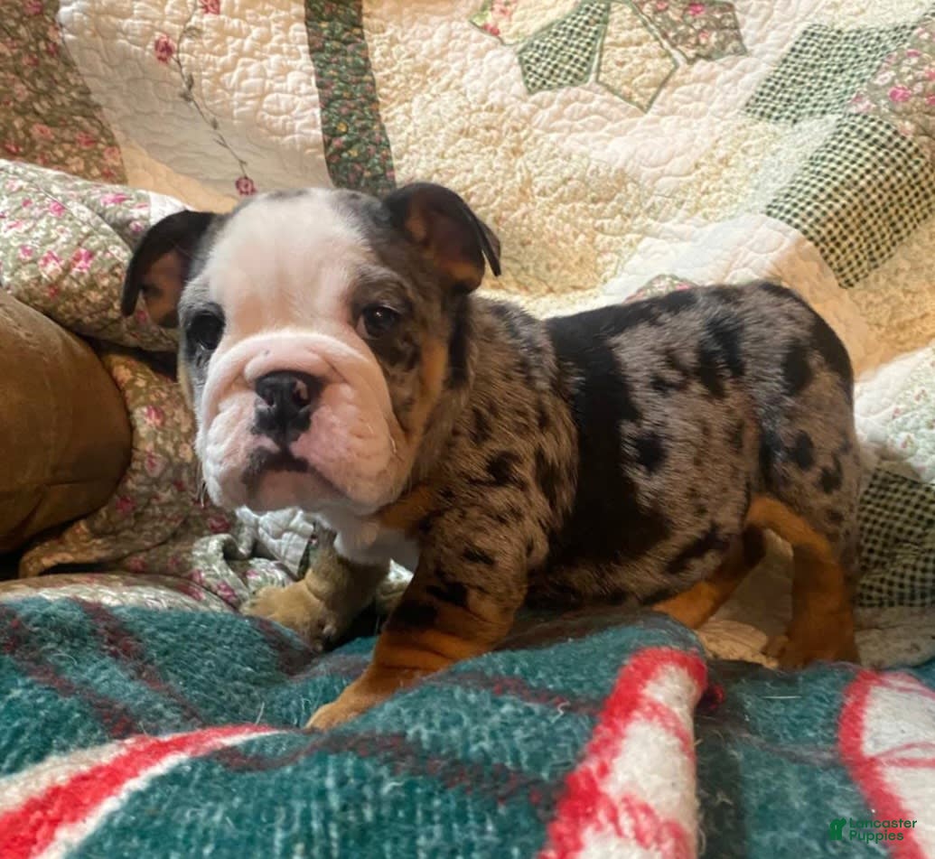 American Bulldog Black British Bulldog Puppies English Bulldog