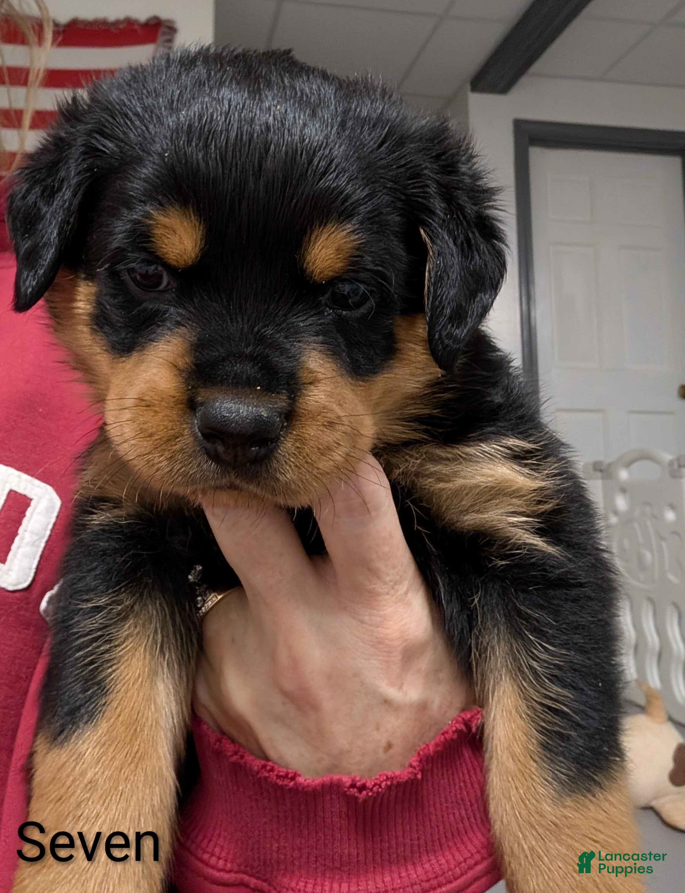 Rottweiler dogs Rottweiler Puppy 7 - Ad 1