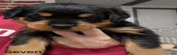 Rottweiler dogs for sale: Rottweiler Puppy 7 - Ad 1