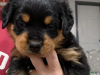 Rottweiler dogs for sale: Rottweiler Puppy 7 - Ad 4