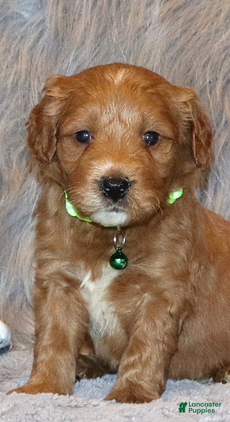 Mini Goldendoodle dogs Wyatt 💙👨‍👨‍👧‍👦💞🐕 - Ad 1