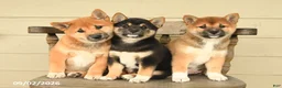 Shiba Inu dogs for sale: Lily - Ad 3