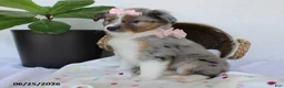 Miniature Australian Shepherd dogs for sale: Paisley - Ad 3