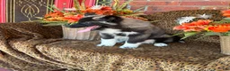 Siberian Husky dogs for sale: Rex - Ad 8