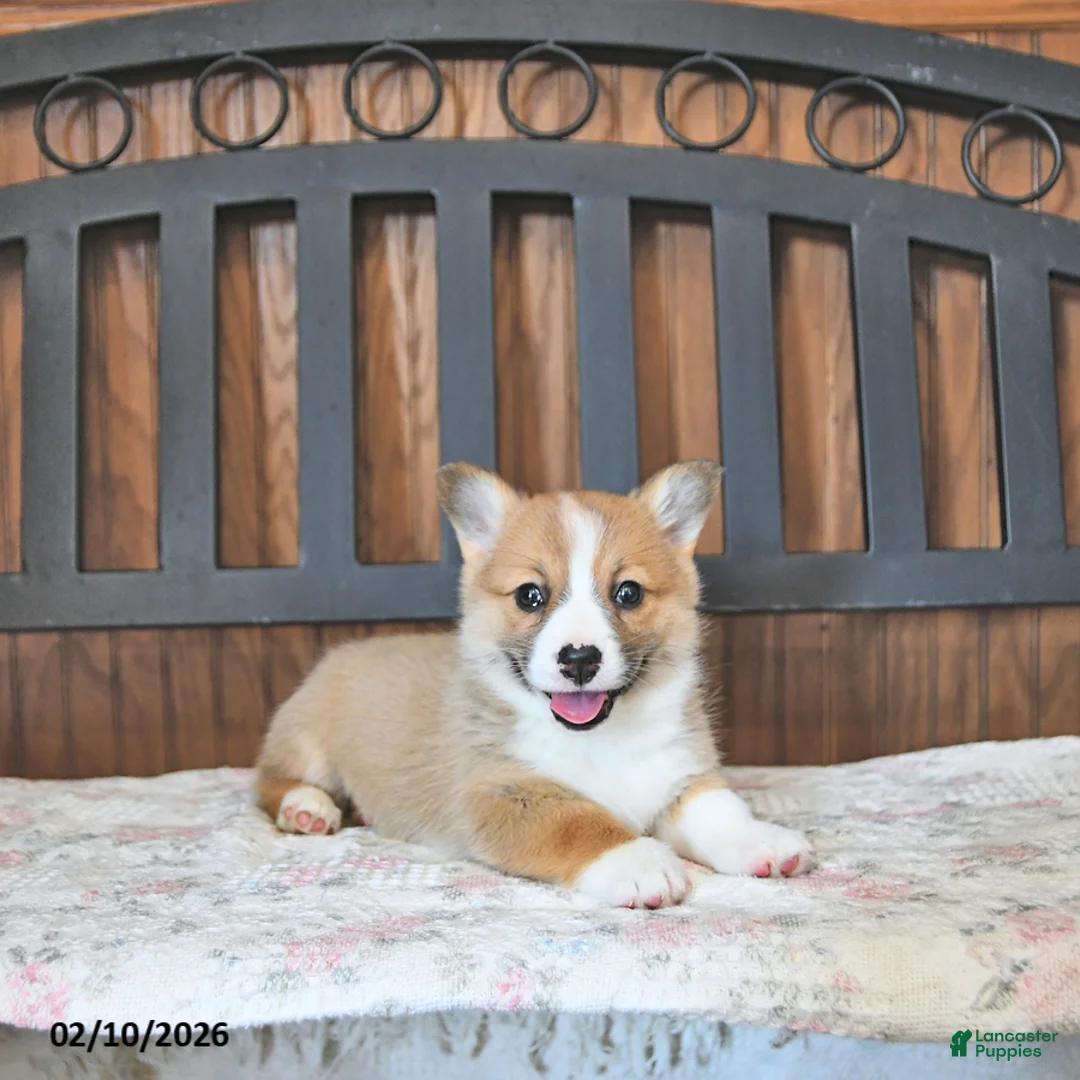 Welsh Corgi Pembroke dogs for sale: Tammie - Ad 4