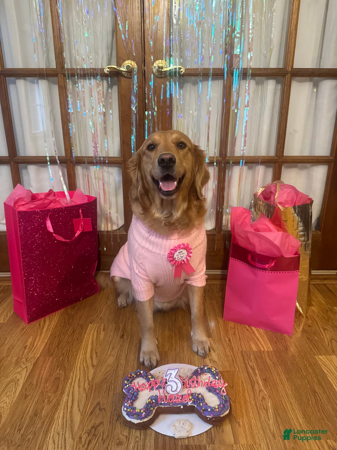 Golden Retriever dogs for sale: Naughty  - Ad 2