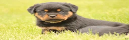 Rottweiler dogs for sale: Chanse - Ad 1