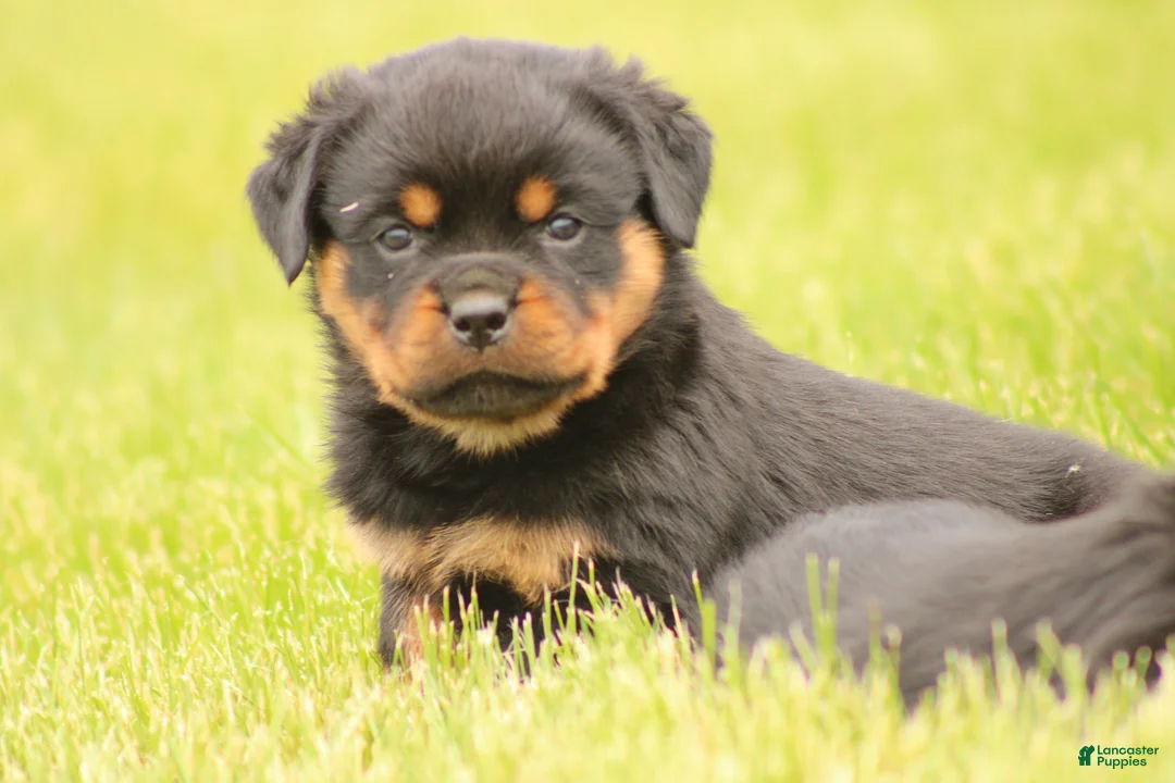 Rottweiler dogs for sale: Chanse - Ad 1