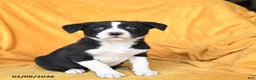 Border Collie dogs for sale: Whip Cream - Ad 3