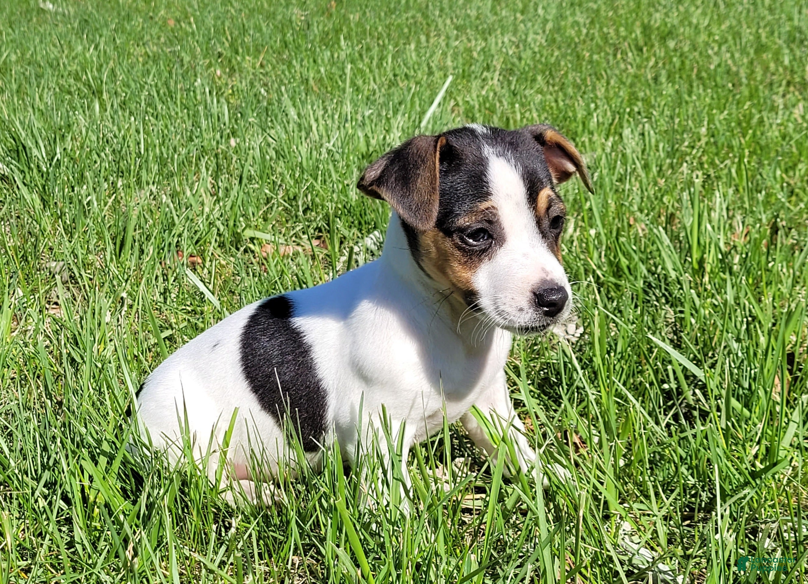 Jack Russell Terrier dogs Lois CKC Registered  - Ad 16