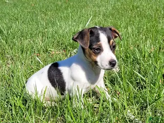 Jack Russell Terrier dogs Lois CKC Registered - Ad 9