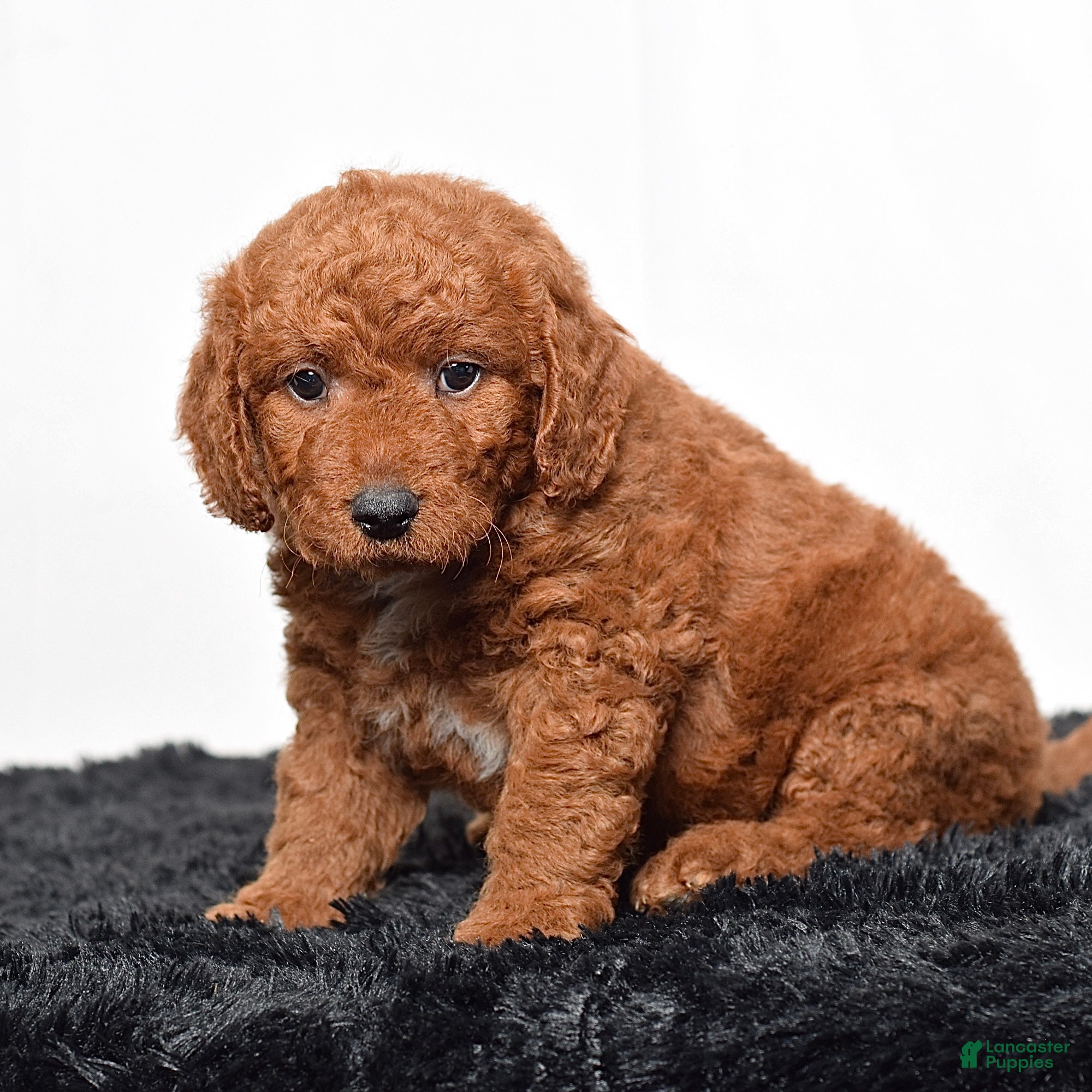 Mini Goldendoodle dogs for sale:  Malcolm - Ad 6