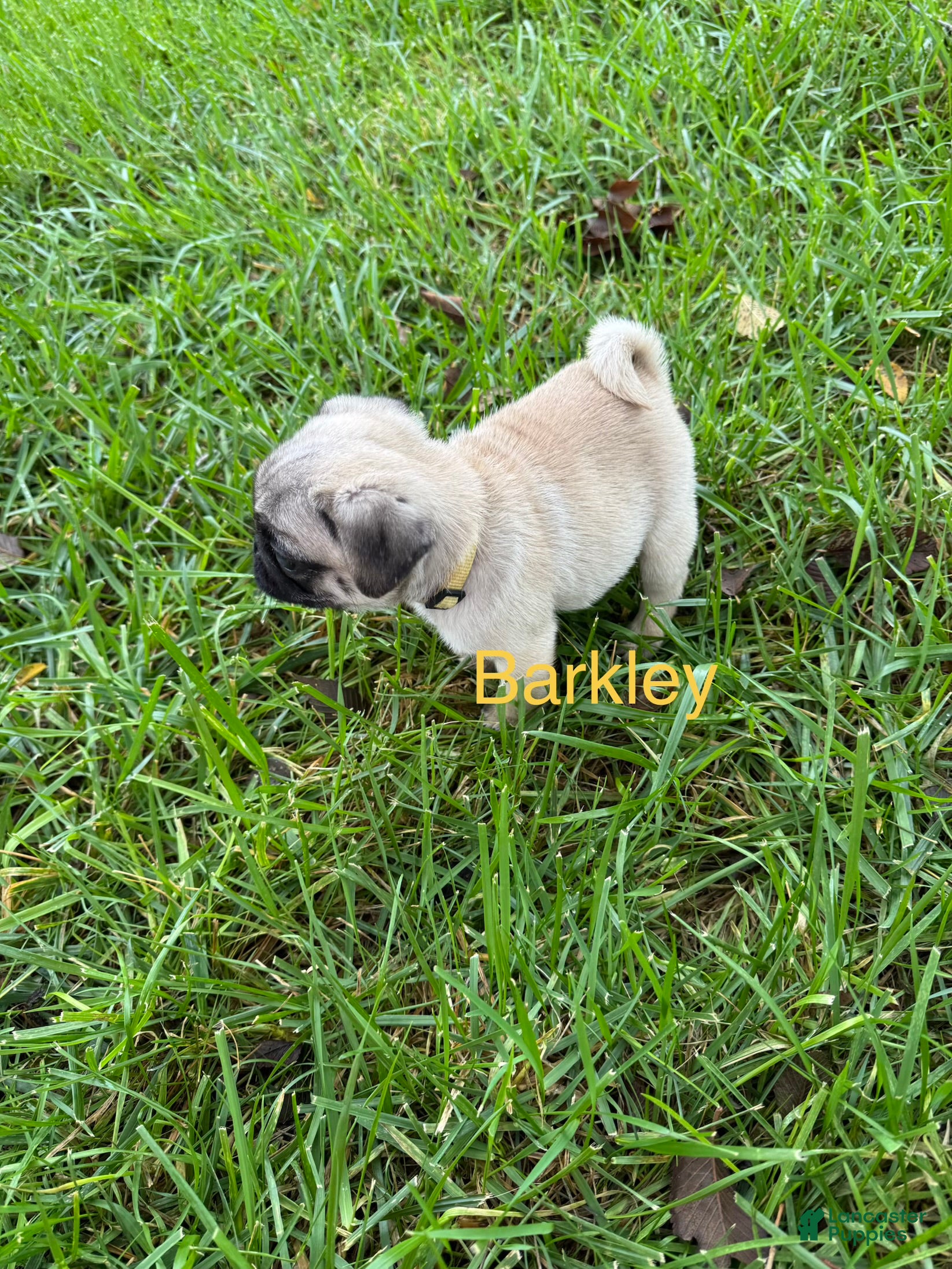 Pug dogs for sale: AKC, Barkley - Ad 2