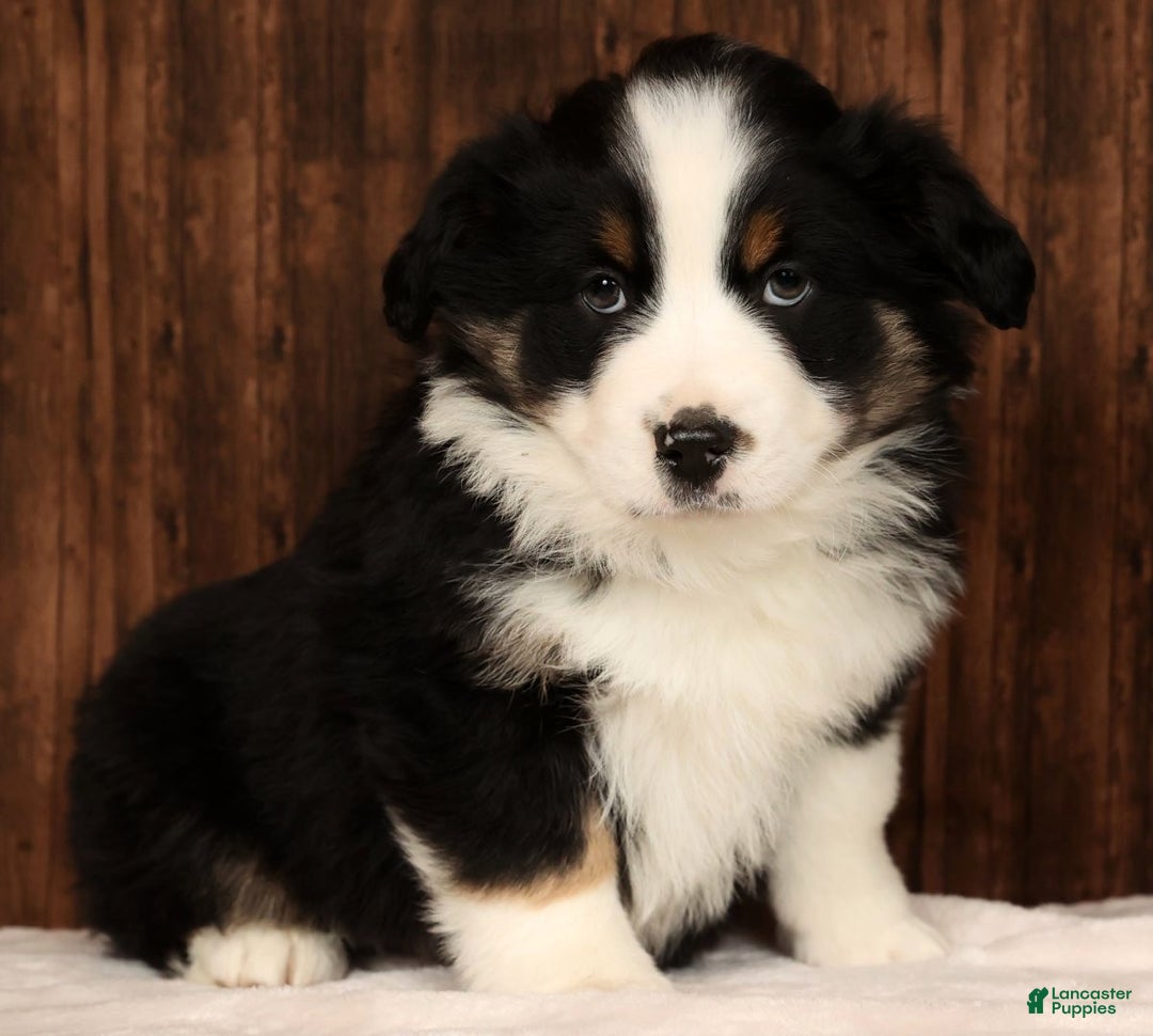 Miniature Australian Shepherd dogs for sale: Rocky - Ad 2