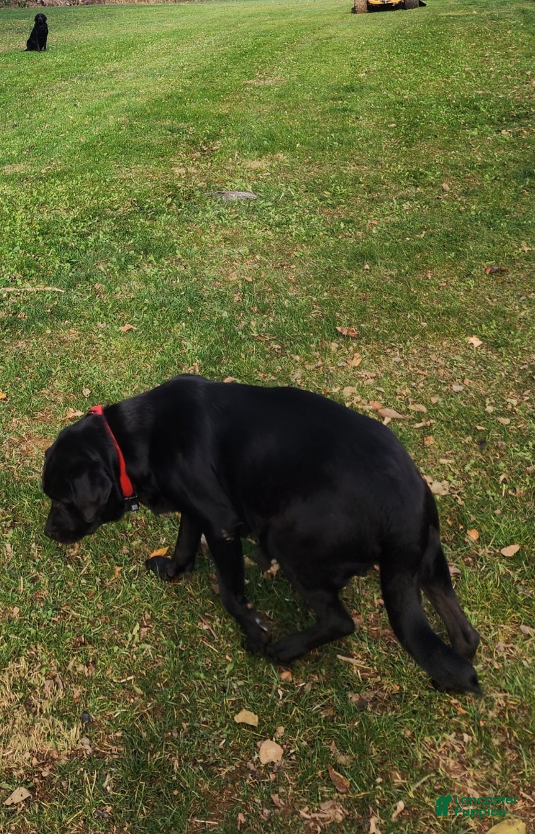Labrador Retriever dogs for sale: Daisy - Ad 4