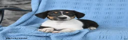 Mixed Breed dogs for sale: Pixie - Ad 2