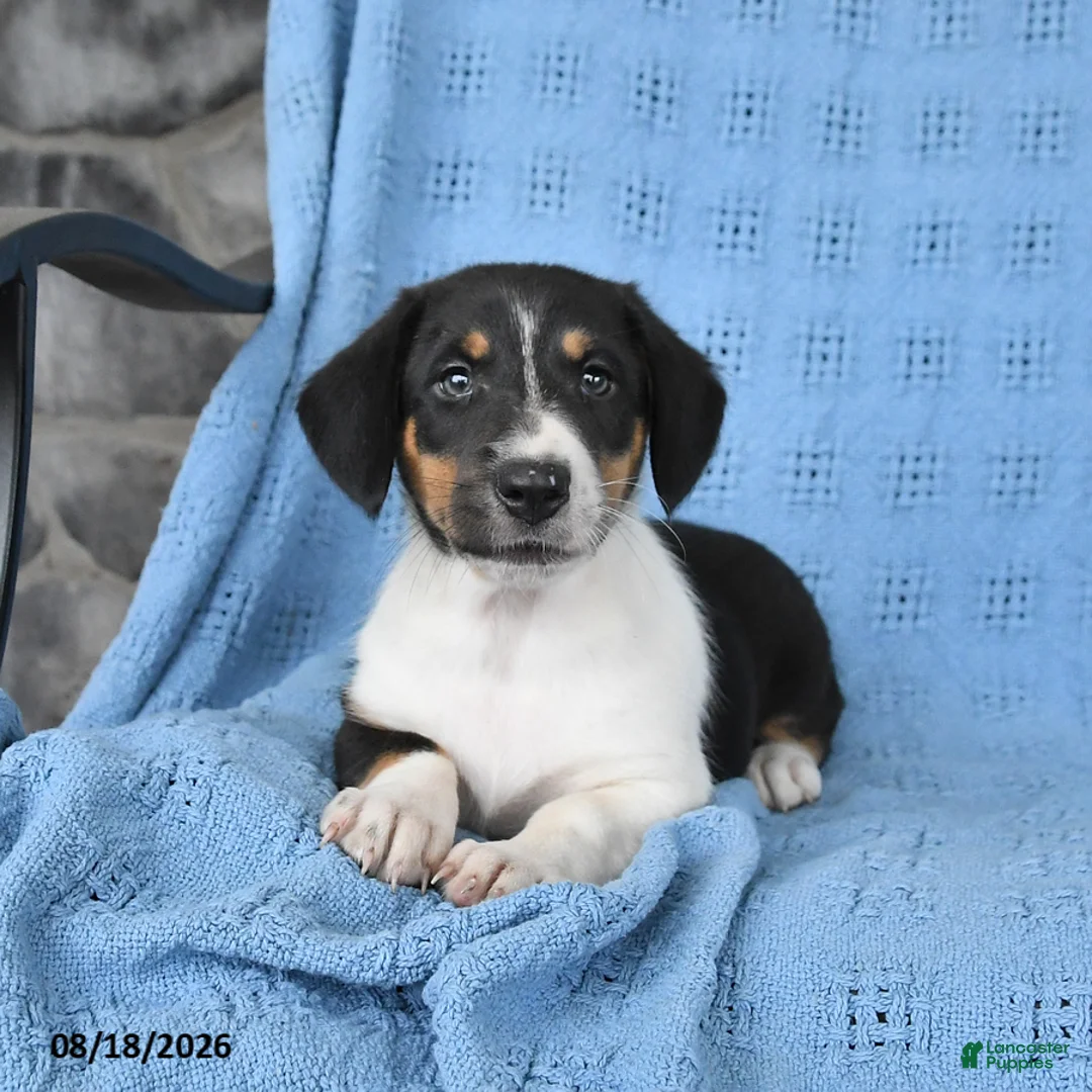 Mixed Breed dogs for sale: Pixie - Ad 2