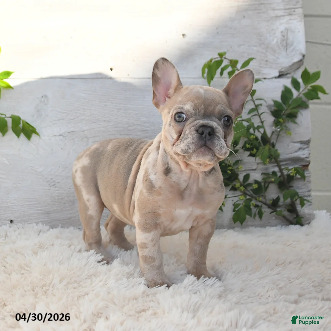 French Bulldog dogs for sale: Pixie - Ad 2