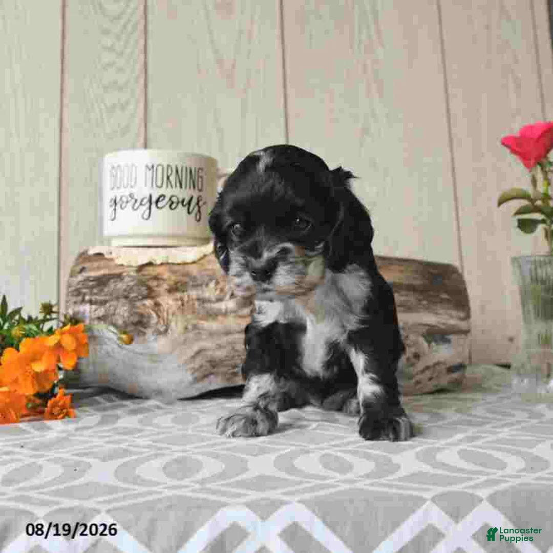 Cocker Spaniel dogs for sale: Tanisha - Ad 4