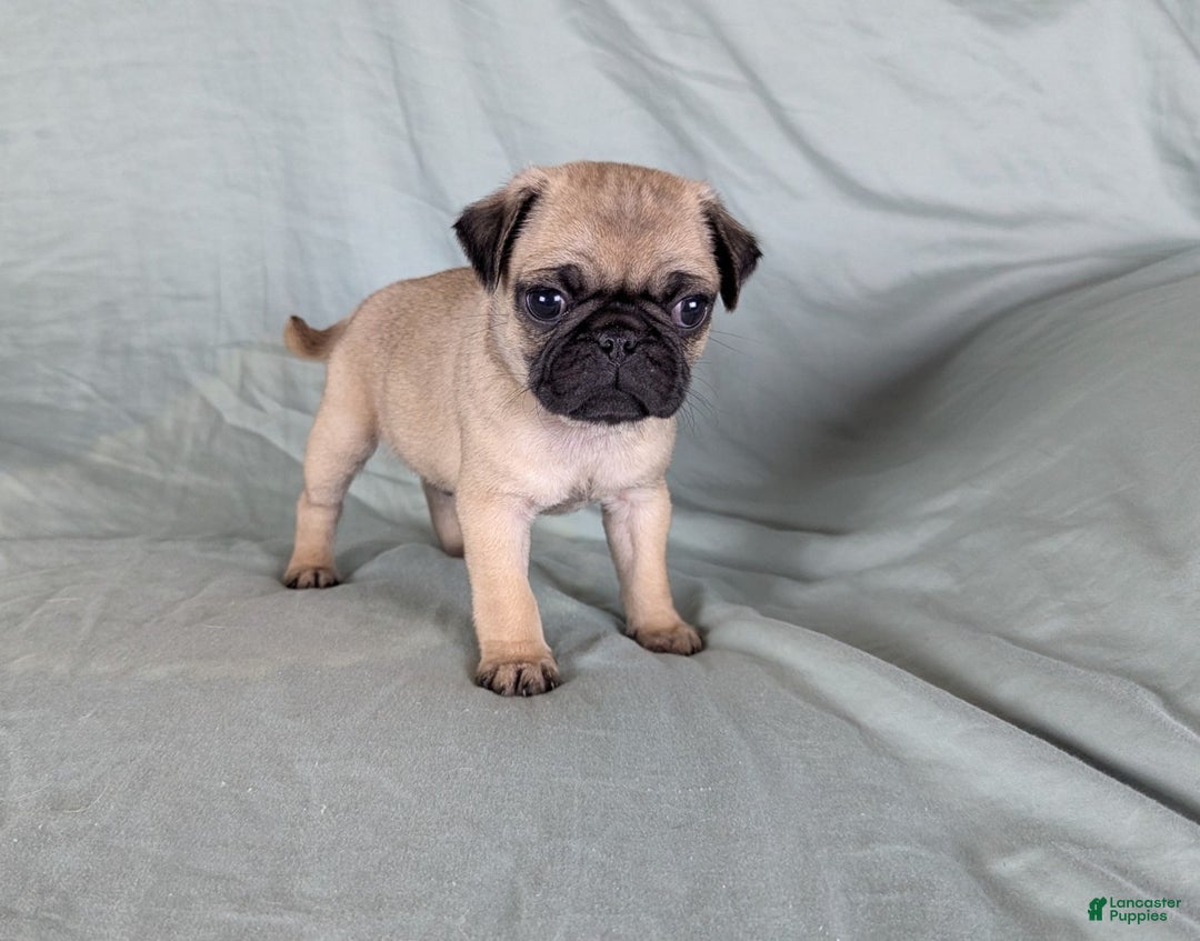 Pug dogs for sale: Benji - Ad 3