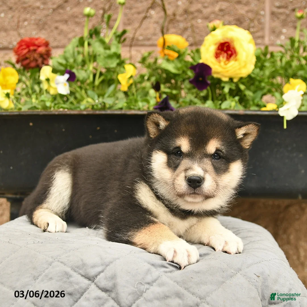 Shiba Inu dogs for sale: Iris  - Ad 5