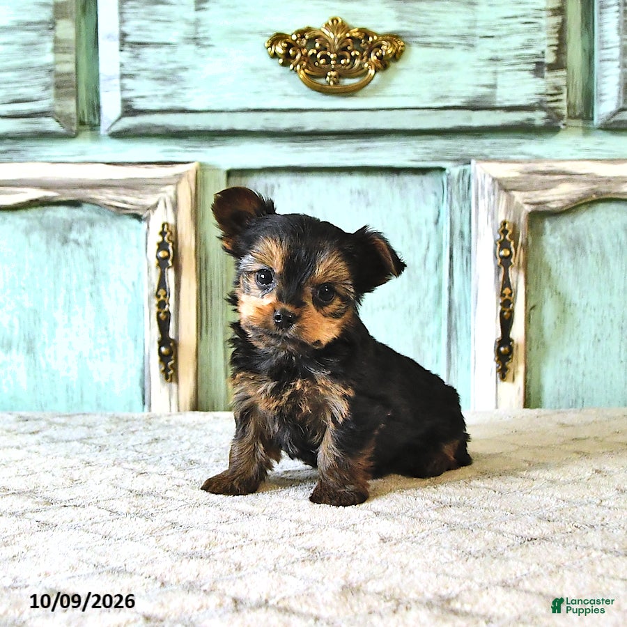 Cooper (Yorkshire Terrier, Male) in Topeka, IN