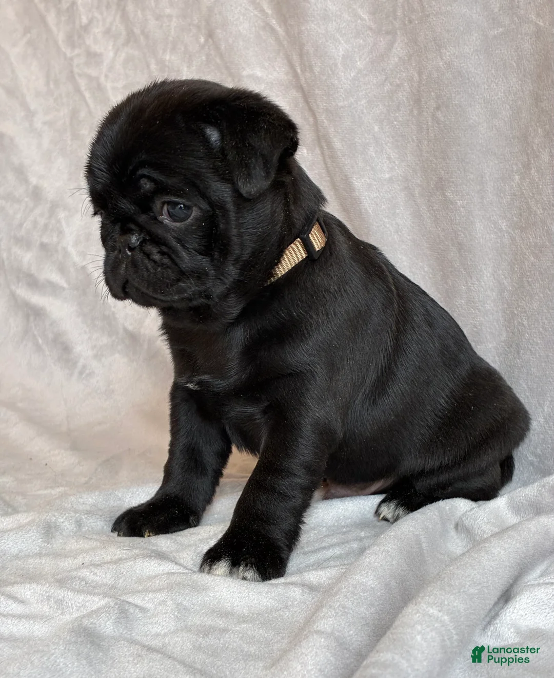 Pug dogs for sale: Hunter - Ad 3