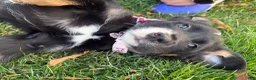 Mixed Breed dogs for sale: Mixed Breed Puppy 1 - Ad 3
