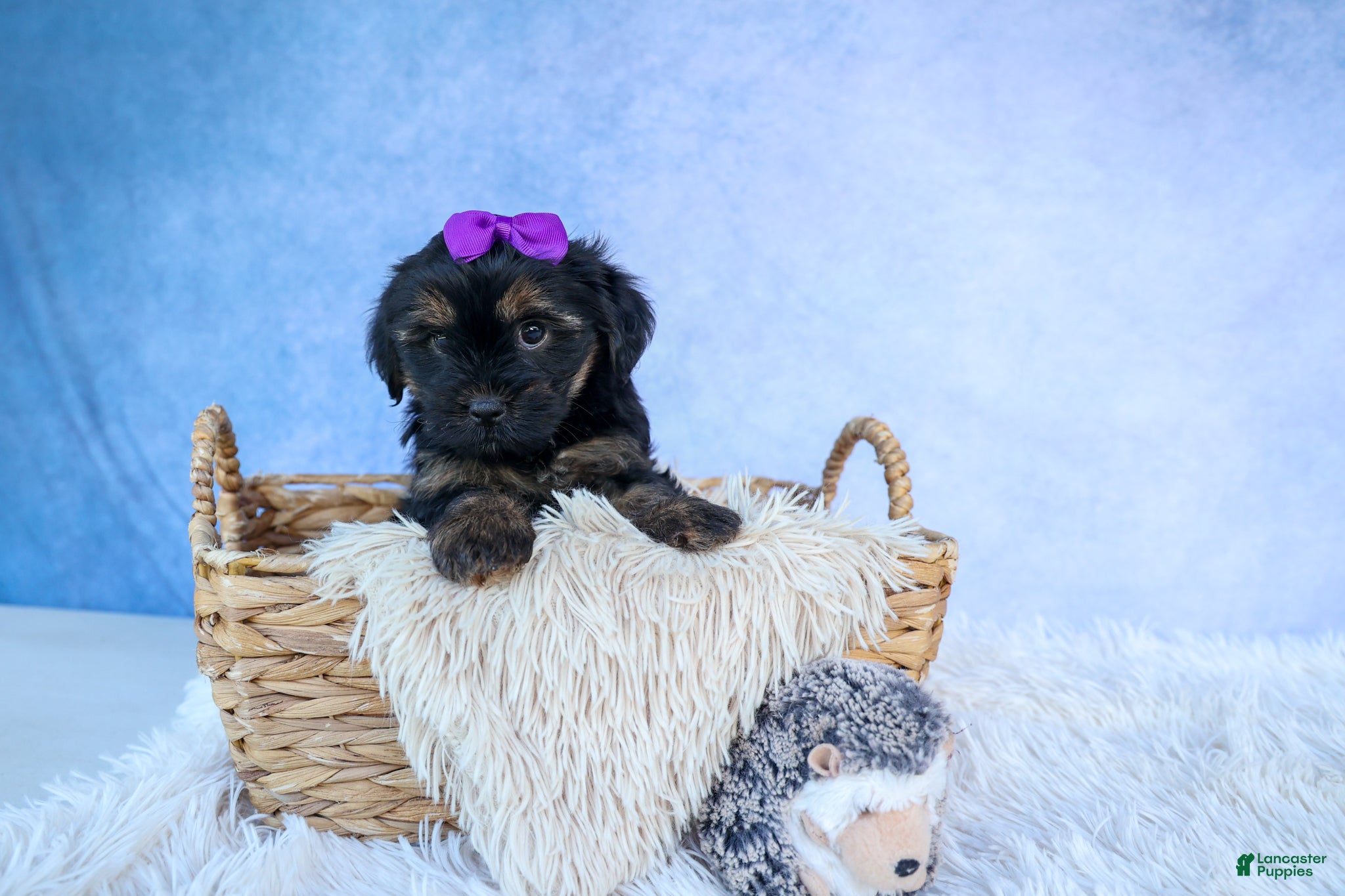 Shorkie dogs SUSIE - Ad 2
