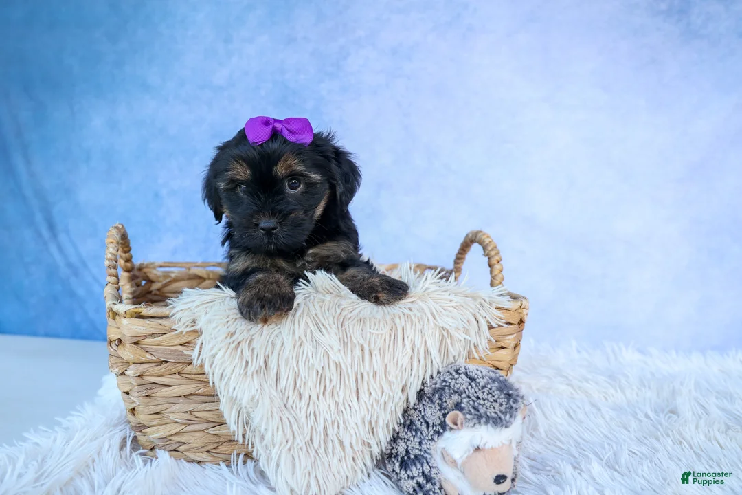 Shorkie dogs for sale: SUSIE - Ad 2