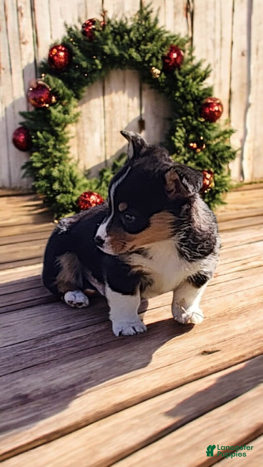 Welsh Corgi Pembroke dogs for sale: Donny  - Ad 2