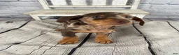 Miniature Dachshund dogs for sale: Layla - Ad 7